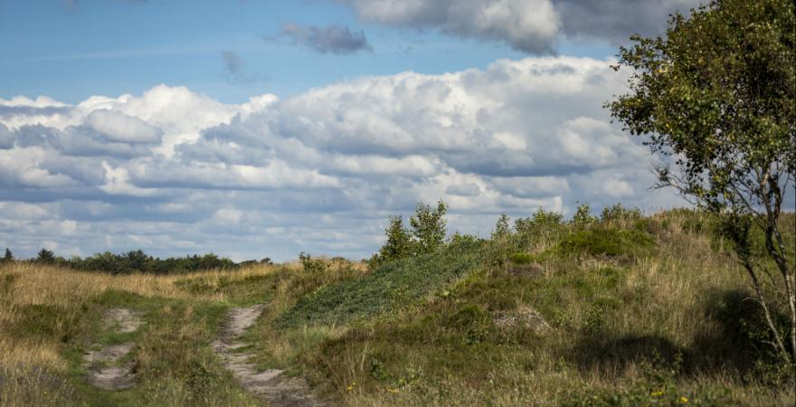 Temamøde: Jordfordeling kan gavne både landbrug, natur, miljø og brugere af naturen